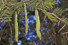 Acacia sieberiana seeds. for sale  CAMBORNE