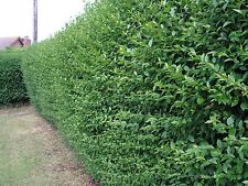 Green privet hedging for sale  NEWTOWNARDS