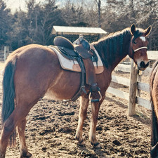 Ranch saddle for sale  Woodstock