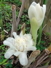 White torch ginger for sale  USA