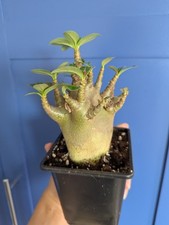 Adenium arabicum desert for sale  NOTTINGHAM