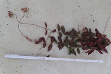 Wachsblume hoya rosita gebraucht kaufen  Rudolstadt