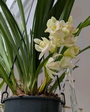 Mini cymbidium ice for sale  WELWYN