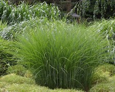 Miscanthus gracillimus maidenh for sale  Milford