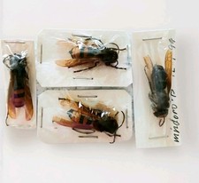 Wasp collection papered for sale  SLEAFORD
