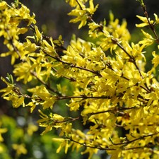 Forsythia lynwood hardy for sale  IPSWICH