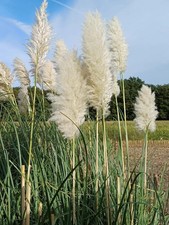 Pampasgras stück 100 gebraucht kaufen Pampasgras stück 100 gebraucht kaufen  Rees
