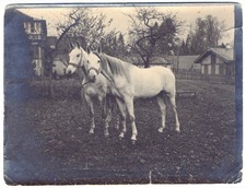 canarini bianchi usato canarini bianchi usato Candia Lomellina