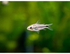 One pygmy pygmeus for sale  Discovery Bay