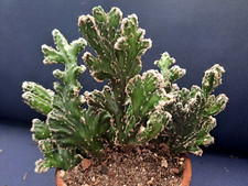 Cereus spegazzinni monstera for sale  Port Charlotte