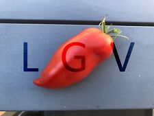 Graines tomates andine d'occasion  Colombes