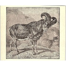 The mouflon 1902 d'occasion  Expédié en Belgium