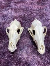 coyote teeth for sale coyote teeth for sale Ellis