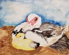 Muscovy duck hen for sale  Colbert