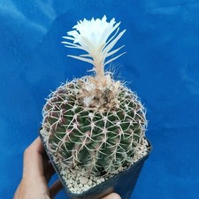 discocactus usato discocactus usato Tramonti