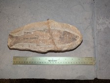 Rare fossil fish for sale  Menomonee Falls