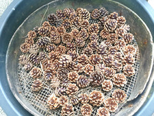 Natural pine cones for sale  SOUTHPORT