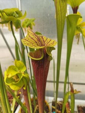 Sarracenia flava var. usato  Lanciano