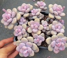 Graptopetalum amethystinum aka for sale  HULL