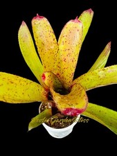 Neoregelia carcharodon domino for sale  USA