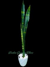 Sansevieria black coral for sale  USA