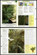 King palm easy for sale  SLEAFORD
