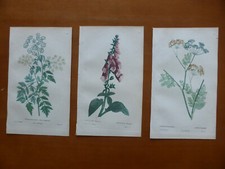 Gravures couleur botanique d'occasion  Ramonville-Saint-Agne