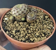 Cactus sulcorebutia rauschii usato  Spedire a Italy
