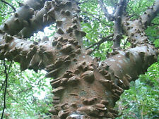 Andaliman zanthoxylum acanthop for sale  ST. ASAPH
