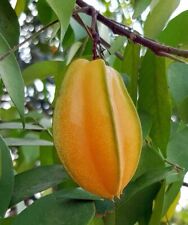 Star fruit carambola for sale  USA