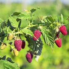 Raspberry plant live for sale  USA