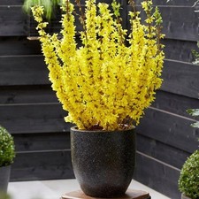 Patio forsythia minigold for sale  KING'S LYNN