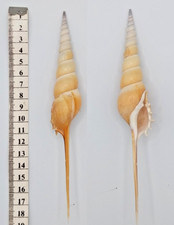 Coquillage collection strombid d'occasion  Saint-Jean-de-Sauves