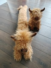 Hilda highland cow for sale  COLERAINE