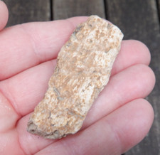 Triceratops skull bone for sale  USA