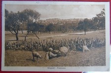 pecore suffolk montone usato pecore suffolk montone usato Palermo