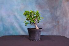 Green island ficus for sale  North Fort Myers