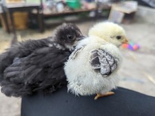 Pekin chicken eggs for sale  NELSON