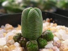 Crassula umbella híbrido 🏵️ Corte cerca de 1cm diâmetro suculento limitado  comprar usado  Enviando para Brazil