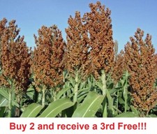 Sweet sugar drip for sale  Linwood