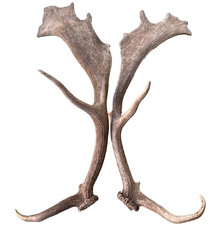 Elk moose deer for sale  San Marcos