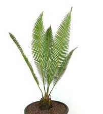 Dioon edule queretaro usato  Napoli