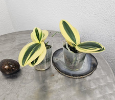 Taiwan rchidee phalaenopsis gebraucht kaufen  Seligenstadt