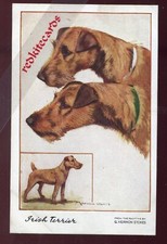 Dogs irish terrier for sale  LEIGHTON BUZZARD