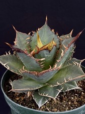 plants agave aloe for sale plants agave aloe for sale Goleta