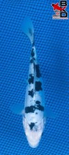 koi 20 fish for sale koi 20 fish for sale Claudville