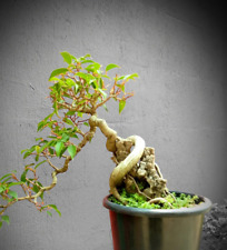 Bonsai Ficus Microcarpa / Benjamina ~ Qualidade de Exposição ~ Na Rocha comprar usado  Enviando para Brazil