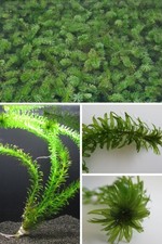 Wasserpest bund egeria gebraucht kaufen Wasserpest bund egeria gebraucht kaufen  Stolberg (Rhld.)