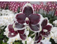 Phalaenopsis bright peacock for sale  SHREWSBURY