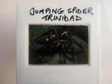 Jumping spider 35mm for sale  UK